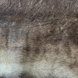 Premium Tanned Reindeer Hide #011