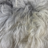 Icelandic Sheepskin #021